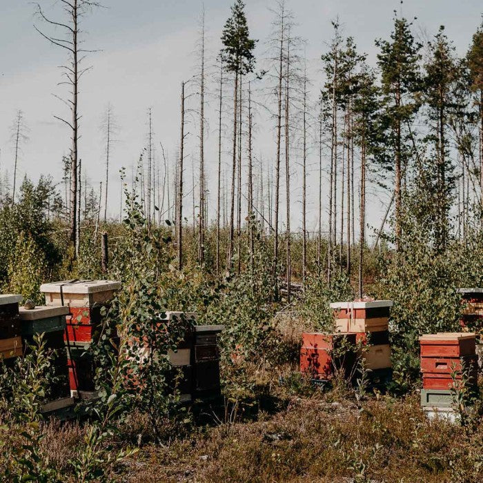 Munkens Hälsa Swedish Honey Eucalyptus ECO 500g